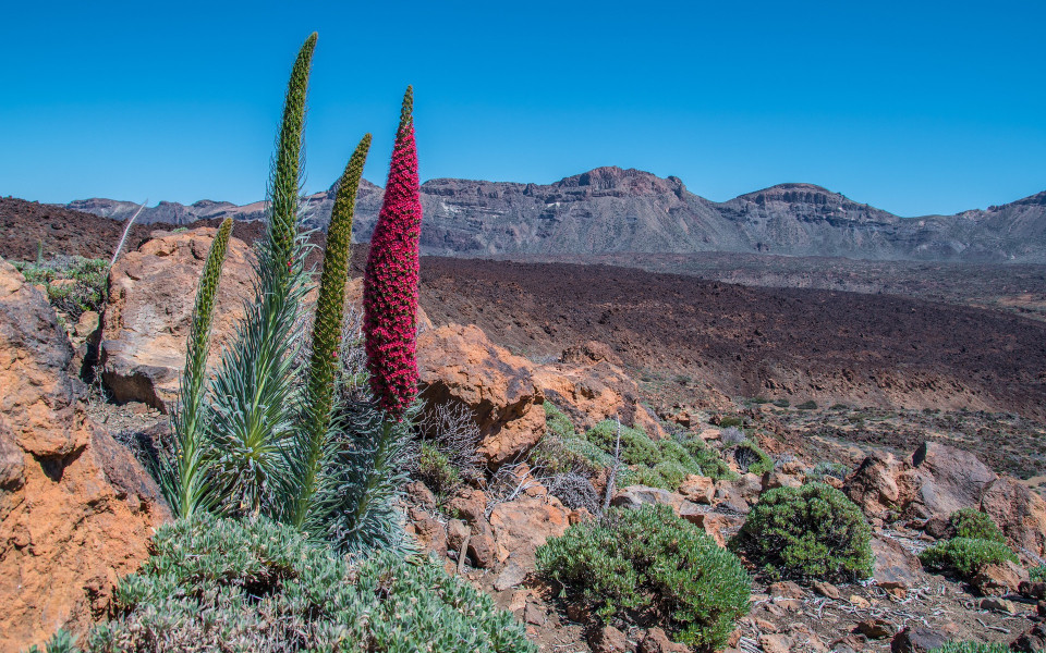 Naturlandschaft auf Teneriffa