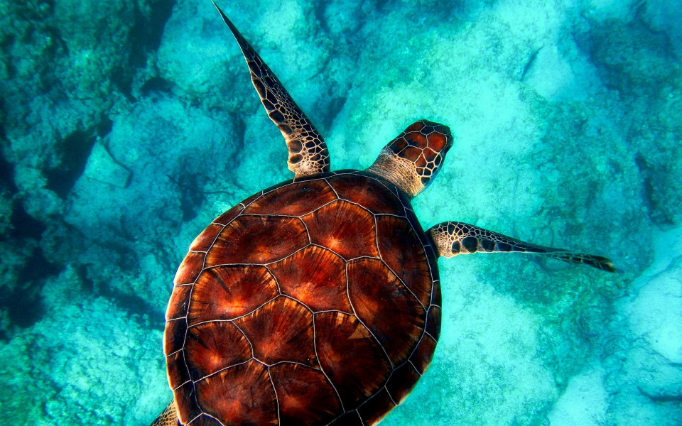 Schildkr&ouml;te schwimmt im Meer