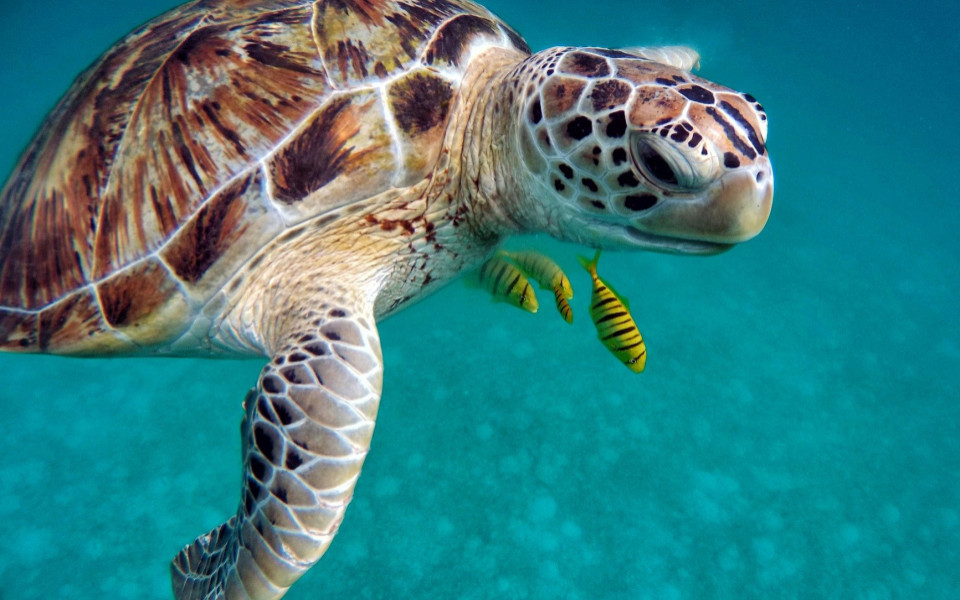 Schildkr&ouml;ten schwimmen im Meer