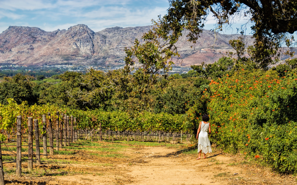 Franschhoek Wine Tram 