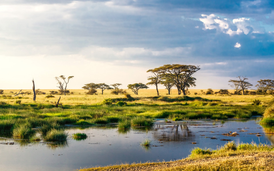 Weite Savannenlandschaft in Tansania mit vereinzelten B&auml;umen und einem ruhigen Gew&auml;sser, typisch f&uuml;r eine Safari-Umgebung.