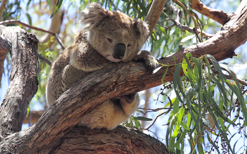 Koala schl&auml;ft auf einem Eukalyptusbaum zwischen &Auml;sten und Bl&auml;ttern am Koala Walk auf Raymond Island 