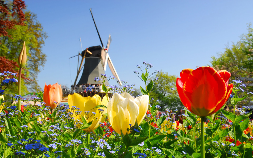 M&uuml;hle und Tulpen im Keukenhof Holland w&auml;hrend des Kings Days
