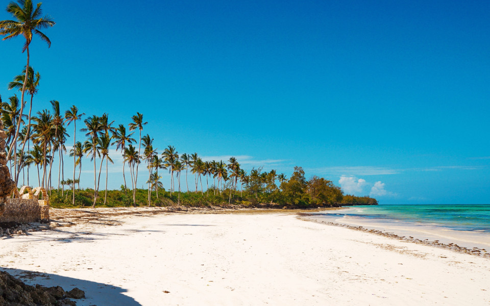 Palmen wachsen am Uroa Beach auf Sansibar
