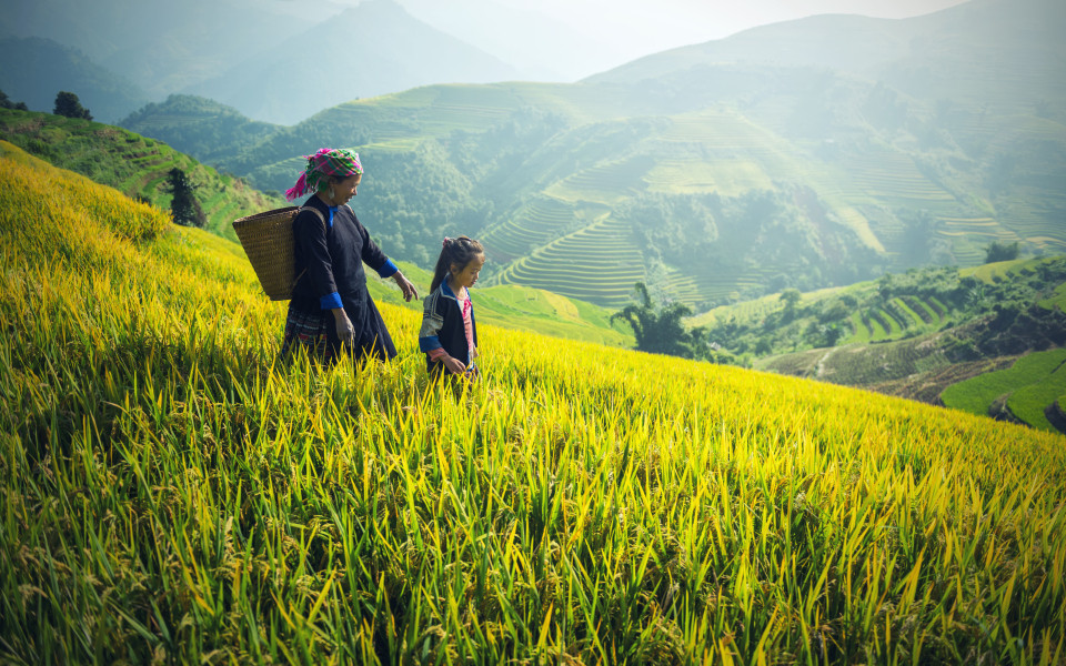 Mutter und Tochter der Hmong arbeiten w&auml;hrend der Regenzeit auf Reisterrassen in Mu Cang Chai, Vietnam. 